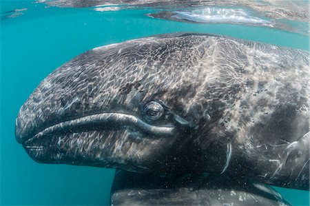 simsearch:6119-08242796,k - California gray whale (Eschrichtius robustus) mother and calf underwater in San Ignacio Lagoon, Baja California Sur, Mexico, North America Stock Photo - Premium Royalty-Free, Code: 6119-08242787