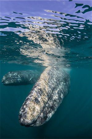 California gray whale (Eschrichtius robustus) mother and calf underwater in San Ignacio Lagoon, Baja California Sur, Mexico, North America Photographie de stock - Premium Libres de Droits, Code: 6119-08242789