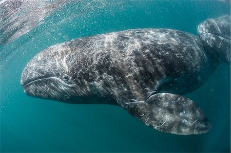 day time underwater - California gray whale (Eschrichtius robustus) mother and calf underwater in San Ignacio Lagoon, Baja California Sur, Mexico, North America Stock Photo - Premium Royalty-Free, Code: 6119-08242790