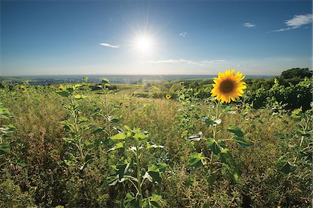 Sunflowers in the vineyards near Rauenberg, Baden-Wurttemberg, Germany, Europe Stock Photo - Premium Royalty-Free, Code: 6119-08242865