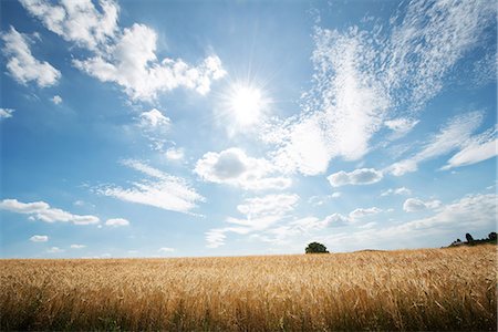 secale cerealein - HDR capture of rye fields with a big sky, Baden-Wurttemberg, Germany, Europe Stock Photo - Premium Royalty-Free, Code: 6119-08242866