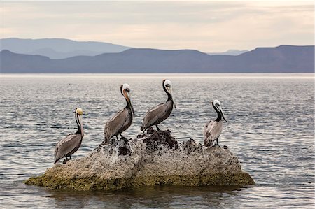 pelícano - Adult brown pelicans (Pelecanus occidentalis), Isla Ildefonso, Baja California Sur, Mexico, North America Foto de stock - Sin royalties Premium, Código: 6119-08242800