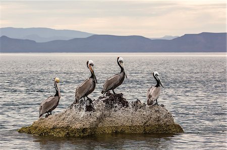 pelican - Adult brown pelicans (Pelecanus occidentalis), Isla Ildefonso, Baja California Sur, Mexico, North America Stock Photo - Premium Royalty-Free, Code: 6119-08242800