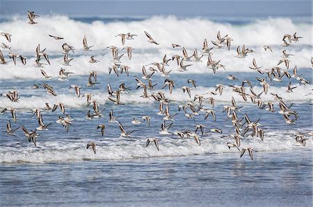 sand dollar beach - A flock of migrating sanderlings (Calidris alba) taking flight on Sand Dollar Beach, Baja California Sur, Mexico, North America Stock Photo - Premium Royalty-Free, Code: 6119-08242805