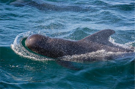 simsearch:6119-08242780,k - Short-finned pilot whale (Globicephala macrorhynchus) surfacing near Isla San Pedro Martir, Baja California, Mexico, North America Stock Photo - Premium Royalty-Free, Code: 6119-08242811