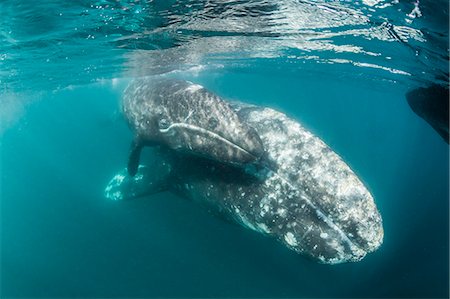 simsearch:6119-08242796,k - California gray whale (Eschrichtius robustus) mother and calf underwater in San Ignacio Lagoon, Baja California Sur, Mexico, North America Stock Photo - Premium Royalty-Free, Code: 6119-08242815