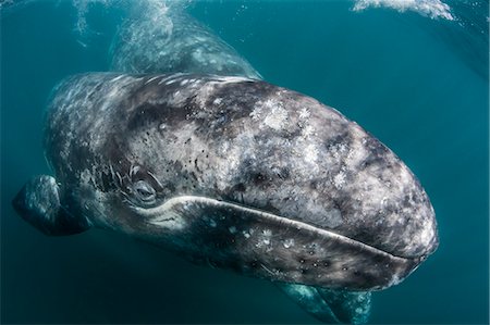 day time underwater - California gray whale (Eschrichtius robustus) mother and calf underwater in San Ignacio Lagoon, Baja California Sur, Mexico, North America Stock Photo - Premium Royalty-Free, Code: 6119-08242816