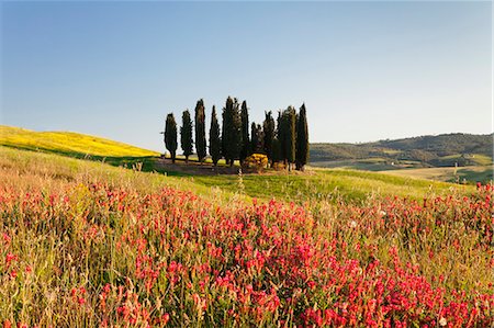 san quirico d'orcia - Group of cypress trees and field of flowers, near San Quirico, Val d'Orcia (Orcia Valley), UNESCO World Heritage Site, Siena Province, Tuscany, Italy, Europe Foto de stock - Sin royalties Premium, Código: 6119-08242825