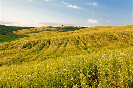 simsearch:6119-09161835,k - Tuscan landscape with cypress tree, near San Quirico, Val d'Orcia (Orcia Valley), UNESCO World Heritage Site, Siena Province, Tuscany, Italy, Europe Photographie de stock - Premium Libres de Droits, Code: 6119-08242826