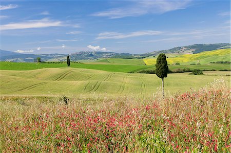 simsearch:6119-09161835,k - Tuscan landscape with cypress tree, near Pienza, Val d'Orcia (Orcia Valley), UNESCO World Heritage Site, Siena Province, Tuscany, Italy, Europe Photographie de stock - Premium Libres de Droits, Code: 6119-08242831