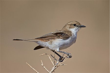 simsearch:6119-08242964,k - Marico flycatcher (Bradornis mariquensis), Kgalagadi Transfrontier Park, encompassing the former Kalahari Gemsbok National Park, South Africa, Africa Photographie de stock - Premium Libres de Droits, Code: 6119-08242941