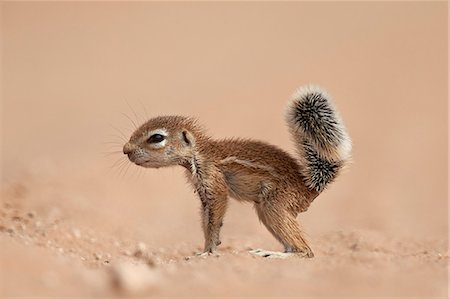 Baby Cape ground squirrel (Xerus inauris), Kgalagadi Transfrontier Park, encompassing the former Kalahari Gemsbok National Park, South Africa, Africa Photographie de stock - Premium Libres de Droits, Code: 6119-08242947