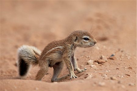 sudafricano (lugares y cosas) - Baby Cape ground squirrel (Xerus inauris), Kgalagadi Transfrontier Park, encompassing the former Kalahari Gemsbok National Park, South Africa, Africa Foto de stock - Sin royalties Premium, Código: 6119-08242945