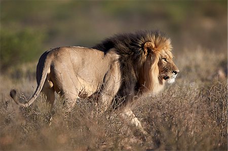 simsearch:6119-08211455,k - Lion (Panthera leo), Kgalagadi Transfrontier Park, encompassing the former Kalahari Gemsbok National Park, South Africa, Africa Stock Photo - Premium Royalty-Free, Code: 6119-08242951