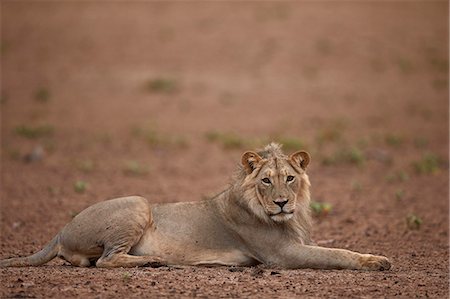 simsearch:841-07782263,k - Lion (Panthera leo), Kgalagadi Transfrontier Park, encompassing the former Kalahari Gemsbok National Park, South Africa, Africa Foto de stock - Sin royalties Premium, Código: 6119-08242952