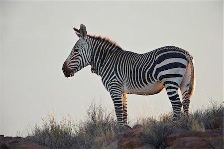 simsearch:6119-08242964,k - Cape mountain zebra (Equus zebra zebra), Karoo National Park, South Africa, Africa Photographie de stock - Premium Libres de Droits, Code: 6119-08242957