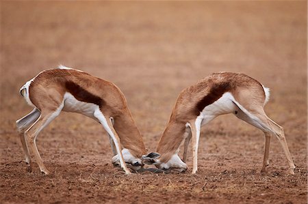 Two Springbok (Antidorcas marsupialis) bucks fighting, Kgalagadi Transfrontier Park, encompassing the former Kalahari Gemsbok National Park, South Africa, Africa Fotografie stock - Premium Royalty-Free, Codice: 6119-08242954