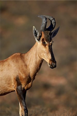 simsearch:6119-08242964,k - Red hartebeest (Alcelaphus buselaphus), Karoo National Park, South Africa, Africa Photographie de stock - Premium Libres de Droits, Code: 6119-08242959