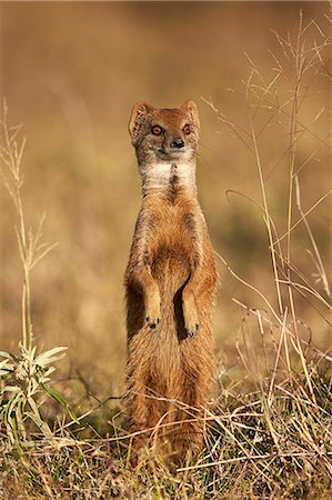 simsearch:6119-08242964,k - Yellow mongoose (Cynictis penicillata) prairiedogging, Mountain Zebra National Park, South Africa, Africa Photographie de stock - Premium Libres de Droits, Code: 6119-08242963