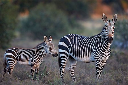 Cape mountain zebra (Equus zebra zebra) mare and foal, Mountain Zebra National Park, South Africa, Africa Photographie de stock - Premium Libres de Droits, Code: 6119-08242967