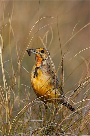 Orange-throated longclaw (Cape longclaw) (Macronyx capensis) with an insect, Mountain Zebra National Park, South Africa, Africa Foto de stock - Sin royalties Premium, Código: 6119-08242972