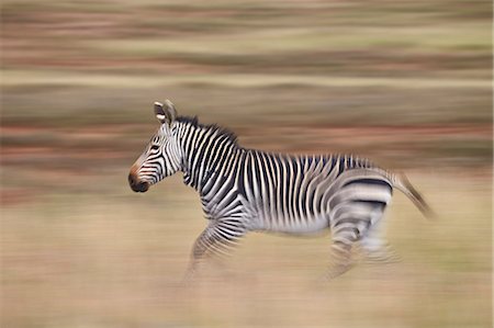 Cape mountain zebra (Equus zebra zebra) running, Mountain Zebra National Park, South Africa, Africa Foto de stock - Sin royalties Premium, Código: 6119-08242975
