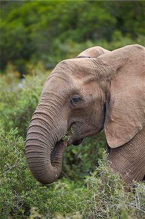 simsearch:841-08357638,k - African elephant (Loxodonta africana) eating, Addo Elephant National Park, South Africa, Africa Foto de stock - Sin royalties Premium, Código: 6119-08242985
