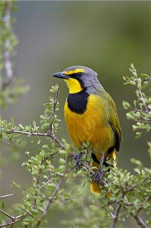 Bokmakierie (Telophorus zeylonus), Addo Elephant National Park, South Africa, Africa Photographie de stock - Premium Libres de Droits, Code: 6119-08242997