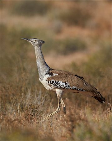 Kori bustard (Ardeotis kori), Kgalagadi Transfrontier Park, encompassing the former Kalahari Gemsbok National Park, South Africa, Africa Foto de stock - Sin royalties Premium, Código: 6119-08242937