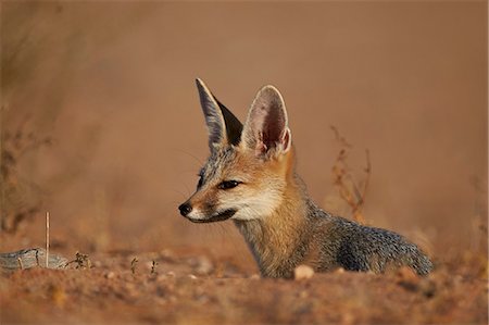 simsearch:6119-08242964,k - Cape fox (Cama fox) (silver-backed fox) (Vulpes chama), Kgalagadi Transfrontier Park, encompassing the former Kalahari Gemsbok National Park, South Africa, Africa Photographie de stock - Premium Libres de Droits, Code: 6119-08242939