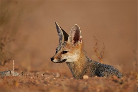 sudafricano (lugares y cosas) - Cape fox (Cama fox) (silver-backed fox) (Vulpes chama), Kgalagadi Transfrontier Park, encompassing the former Kalahari Gemsbok National Park, South Africa, Africa Foto de stock - Sin royalties Premium, Código: 6119-08242939