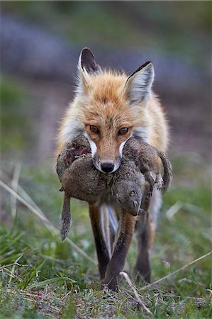 Red fox (Vulpes vulpes) (Vulpes fulva) carrying Uinta ground squirrel (Urocitellus armatus) prey, Yellowstone National Park, Wyoming, United States of America, North America Photographie de stock - Premium Libres de Droits, Code: 6119-08243003