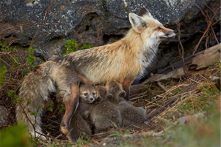 Red fox (Vulpes vulpes) (Vulpes fulva) vixen nursing her kits, Yellowstone National Park, Wyoming, United States of America, North America Stock Photo - Premium Royalty-Free, Code: 6119-08243007