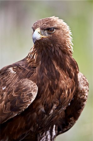 eagle - Golden eagle (Aquila chrysaetos), Yellowstone National Park, Wyoming, United States of America, North America Stock Photo - Premium Royalty-Free, Code: 6119-08243004