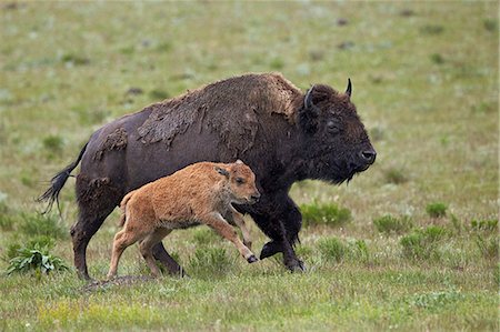 Bison (Bison bison) cow and calf running in the rain, Yellowstone National Park, Wyoming, United States of America, North America Stock Photo - Premium Royalty-Free, Code: 6119-08243006