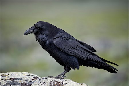 Common raven (Corvus corax), Yellowstone National Park, Wyoming, United States of America, North America Photographie de stock - Premium Libres de Droits, Code: 6119-08243009