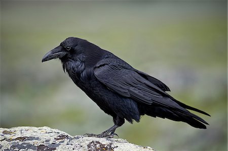 Common raven (Corvus corax), Yellowstone National Park, Wyoming, United States of America, North America Foto de stock - Sin royalties Premium, Código: 6119-08243009