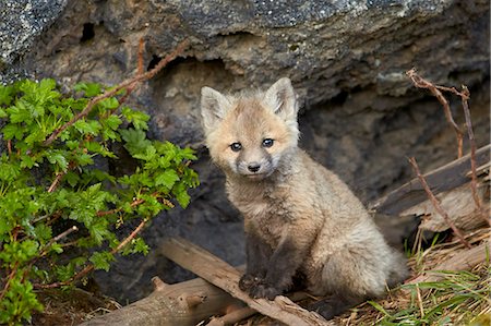 Red fox (Vulpes vulpes) (Vulpes fulva) kit posing, Yellowstone National Park, Wyoming, United States of America, North America Stock Photo - Premium Royalty-Free, Code: 6119-08243013