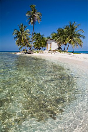 simsearch:841-02917456,k - Palm trees on beach, Silk Caye, Belize, Central America Stockbilder - Premium RF Lizenzfrei, Bildnummer: 6119-08266355