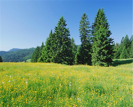simsearch:841-02718241,k - Typical scene in the Schwarzwald (Black Forest), Baden-Wurttemberg, Germany, Europe Photographie de stock - Premium Libres de Droits, Code: 6119-08266337