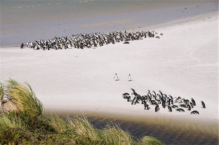 Magellanic penguins, Yorke Bay, Port Stanley, Falkland Islands, South America Photographie de stock - Premium Libres de Droits, Code: 6119-08267061