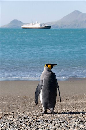 King penguin, Moltke Harbour, Royal Bay, South Georgia, South Atlantic Stock Photo - Premium Royalty-Free, Code: 6119-08267072