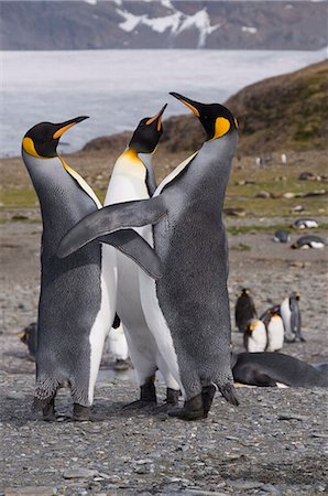 pingüino real - King penguins, St. Andrews Bay, South Georgia, South Atlantic Foto de stock - Sin royalties Premium, Código: 6119-08267077