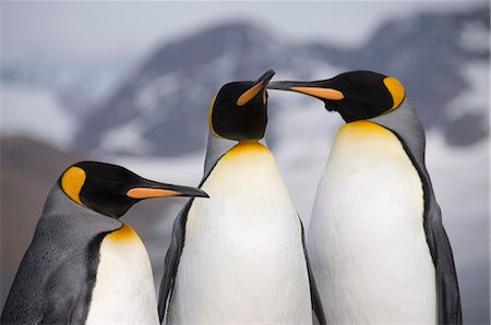 pingüino real - King penguins, St. Andrews Bay, South Georgia, South Atlantic Foto de stock - Sin royalties Premium, Código: 6119-08267078