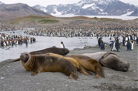 st andrews bay - Young elephant seals and king penguins, St. Andrews Bay, South Georgia, South Atlantic Photographie de stock - Premium Libres de Droits, Code: 6119-08267082