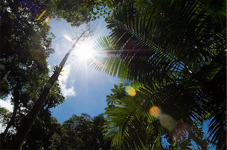 Rainforest vegitation, Hanging Bridges walk, Arenal, Costa Rica Stock Photo - Premium Royalty-Free, Code: 6119-08267190