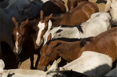 rincon de la vieja national park - Horses, Hacienda Gauachipelin,near Rincon de la Vieja National Park, Gaunacaste, Costa Rica Fotografie stock - Premium Royalty-Free, Codice: 6119-08267213