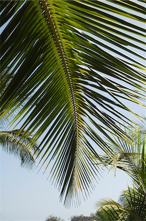 simsearch:6119-09127130,k - Palm leaf, Nicoya Pennisula, Costa Rica Photographie de stock - Premium Libres de Droits, Code: 6119-08267222