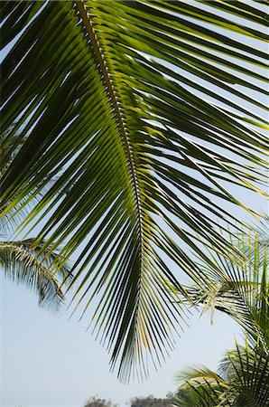 Palm leaf, Nicoya Pennisula, Costa Rica Foto de stock - Sin royalties Premium, Código: 6119-08267222