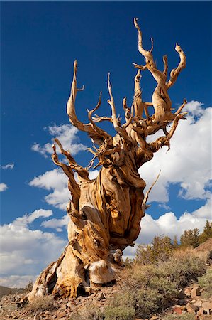 A twisted very old Bristlecone Pine (Pinus longaeva), on sage brush covered slopes of dolomite limestone, in the Ancient Bristlecone Pine Forest Park, Inyo National Forest, Bishop, California, United States of America, North America Foto de stock - Sin royalties Premium, Código: 6119-08267467